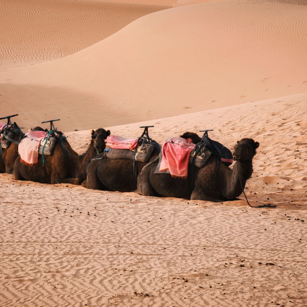 merzouga